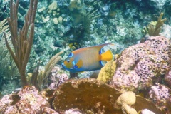 Angelfish - Queen Angelfish - Holacanthus ciliaris