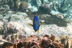 Angelfish - Queen Angelfish - Holacanthus ciliaris