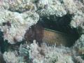 Moray - Purplemouth Moray - Gymnothorax vicinus