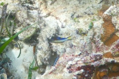 Pufferfish - Sharpnose Puffer - Canthigaster rostrata