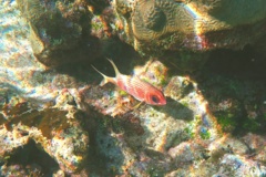 Squirrelfish - Longspine Squirrelfish - Holocentrus rufus