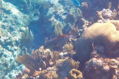 Groupers - Tiger Grouper - Mycteroperca tigris