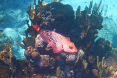 Parrotfish - Stoplight Parrotfish - Sparisoma viride