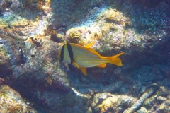 Porkfish - Porkfish - Anisotremus virginicus