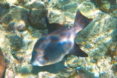 Triggerfish - Ocean Triggerfish - Canthidermis sufflaman