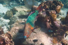 Parrotfish - Rainbow Parrotfish - Scarus guacamaia