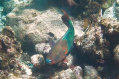 Parrotfish - Rainbow Parrotfish - Scarus guacamaia