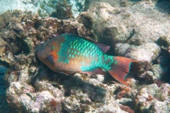 Parrotfish - Rainbow Parrotfish - Scarus guacamaia