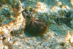 Sea Urchins - Red Heart Urchin - Meoma ventricosa