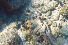 Sea Snails - Milk Conch - Strombus costatus