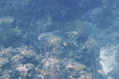 Jacks - Crevalle Jack - Caranx hippos