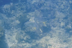 Jacks - Crevalle Jack - Caranx hippos