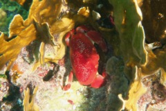 True Crabs - Batwing Coral Crab - Carpilius corallinus