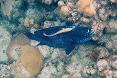 Parrotfish - Midnight parrotfish - scarus coelestinus