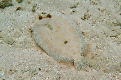 Flounders - Plate Flounder - Bothus lunatus