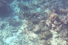 Spadefish - Atlantic Spadefish - Chaetodipterus faber