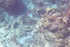 Spadefish - Atlantic Spadefish - Chaetodipterus faber