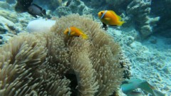 Damselfish - Maldives Anemonefish - Amphiprion nigripes