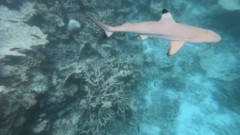 Sharks - Blacktip Reef Shark - Carcharhinus melanopterus