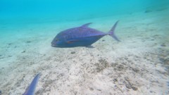 Jacks - Bluefin Trevally - Caranx melampygus