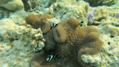 Damselfish - Clark's Anemonefish - Amphiprion clarkii