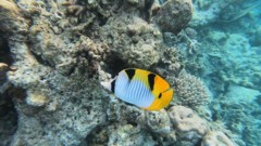 Butterflyfish - Blackwedged butterflyfish - Chaetodon falcula