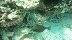 Trunkfish - Whitespotted Boxfish - Ostracion meleagris