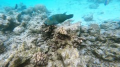 Wrasse - Blackedge Thicklip Wrasse - Hemigymnus melapterus