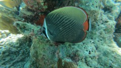 Butterflyfish - White Collar Butterflyfish - Chaetodon collare