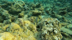 Groupers - Honeycomb Grouper - Epinephelus merra