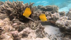 Butterflyfish - Longnose Butterflyfish - Forcipiger flavissimus