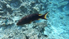 Groupers - Lunartail Grouper - Variola louti