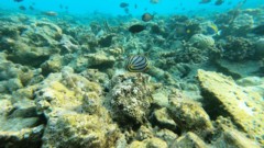 Butterflyfish - Scrawled Butterflyfish - Chaetodon meyeri