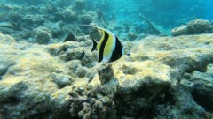 Surgeonfish - Moorish Idol - Zanclus cornutus