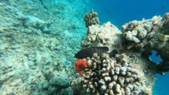 Groupers - Peacock Grouper - Cephalopholis argus