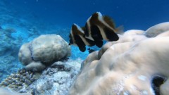 Butterflyfish - Phantom Bannerfish - Heniochus pleurotaenia