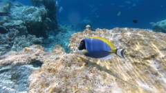 Surgeonfish - Powder Blue - Acanthurus leucosternon