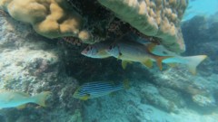 Squirrelfish - Long-jawed Squirrelfish(Sabre Squirrelfish,Giant Squirrelfish,Spiny Squirrelfish) - Sargocentron spiniferum