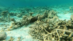 Surgeonfish - Desjardini Sailfin Tang - Zebrasoma desjardinii