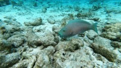 Parrotfish - Indian Ocean Steephead Parrotfish - Chlorurus strongylocephalus