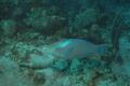 Parrotfish - Queen Parrotfish - Scarus vetula