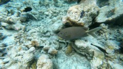 Rabbitfish - Starry Rabbitfish - Siganus laques