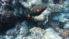 Triggerfish - Orange-striped Triggerfish - Balistapus undulatus