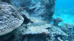 Groupers - Slender Grouper - Anyperodon leucogrammicus