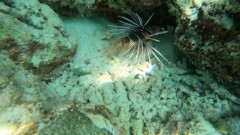 Lionfish - Clearfin Lionfish - Pterois radiata