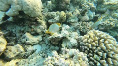 Butterflyfish - Yellowhead Butterflyfish - Chaetodon xanthocephalus