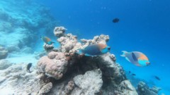 Parrotfish - Green-face Parrotfish - Scarus prasiognathus