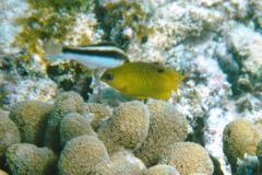 Damselfish - Threespot Damselfish - Stegastes planifrons