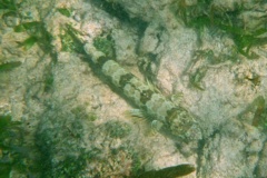 Lizardfish - Sand Diver - Synodus intermedius