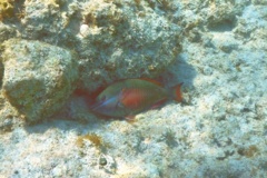 Parrotfish - Redband Parrotfish - Sparisoma aurofrenatum